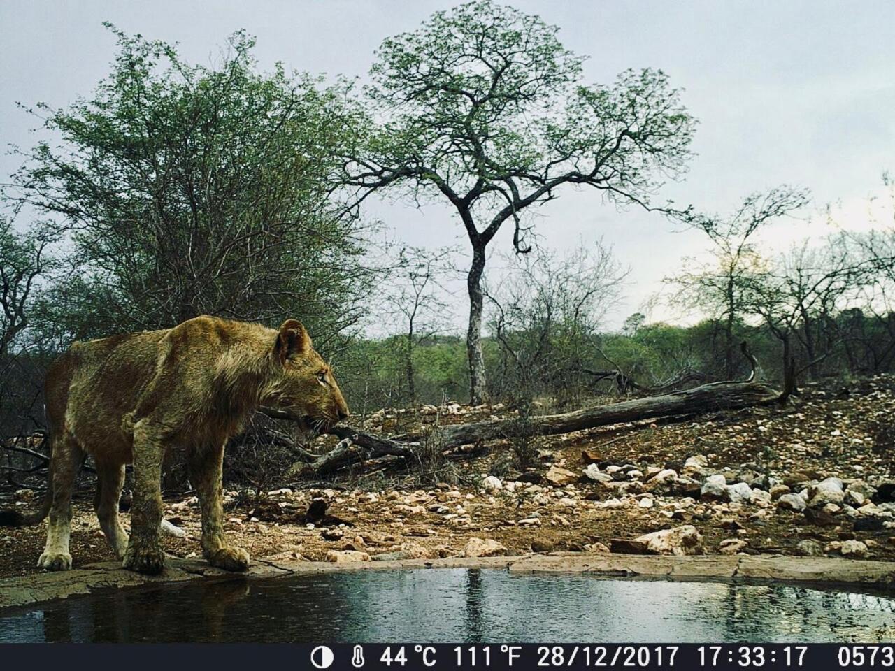 Parsons Hilltop Safari Camp Balule Game Reserve Esterno foto