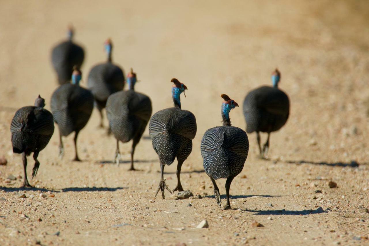 Parsons Hilltop Safari Camp Balule Game Reserve Esterno foto
