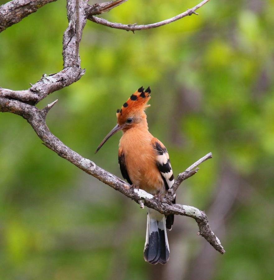 Parsons Hilltop Safari Camp Balule Game Reserve Esterno foto