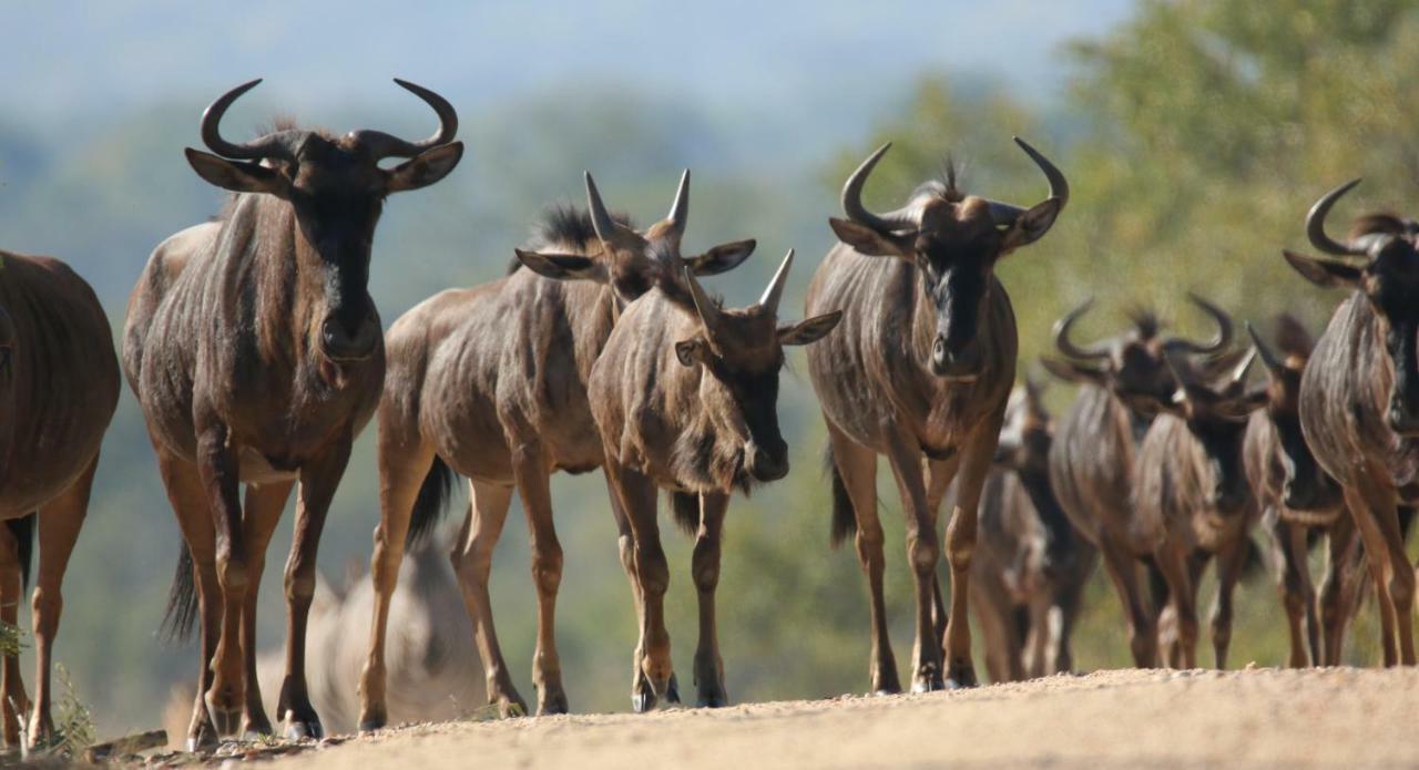 Parsons Hilltop Safari Camp Balule Game Reserve Esterno foto